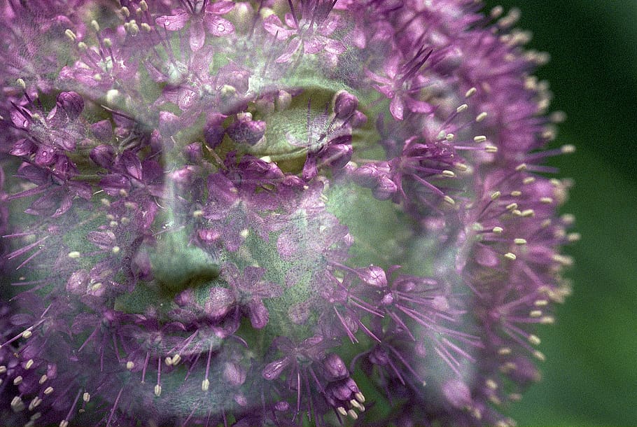 buddha, onion, flower, double exposure, multiple exposure, film, HD wallpaper