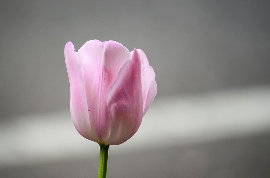 Macro Shot of Pink Tulip Flower, bloom, blooming, blossom, blur HD wallpaper