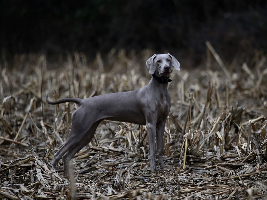 short-coated black dog standing on dry field, animal, pet, mammal, HD wallpaper
