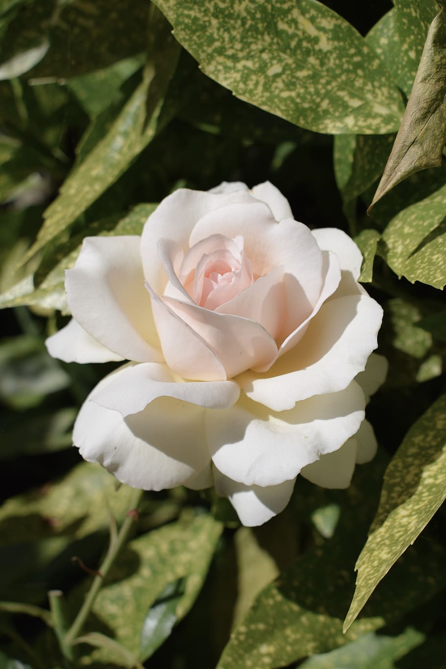 white rose flower, plant, flowering plant, beauty in nature, petal HD wallpaper