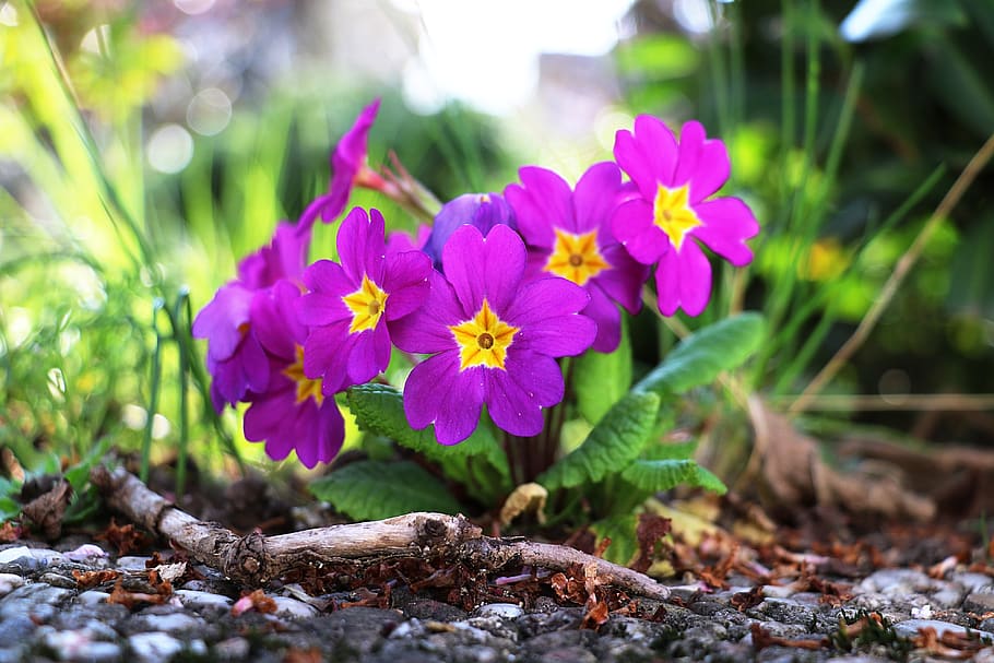 primrose, spring, flower, nature, garden, flowering plant, freshness HD wallpaper