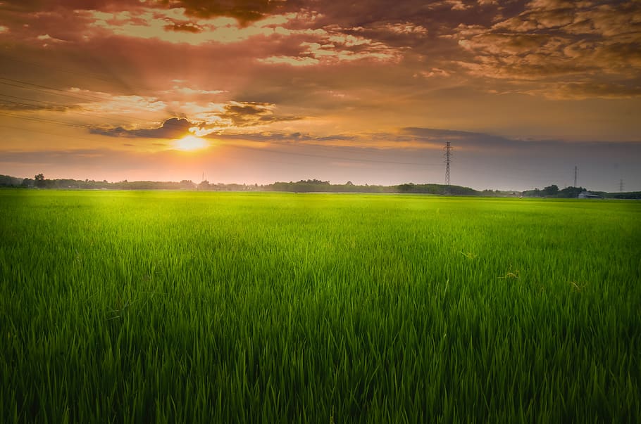 field, sunset, sky, beauty, light, green, natural, beauty in nature HD wallpaper