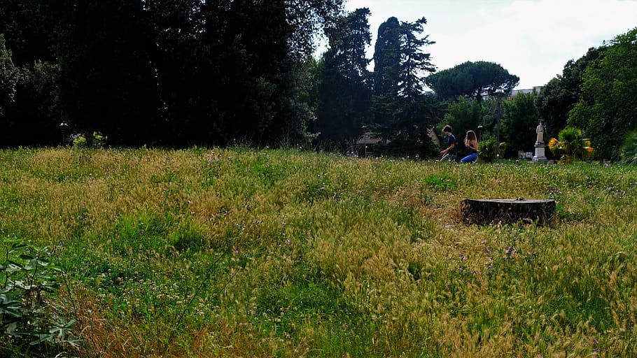 italy, rome, plant, grass, land, real people, nature, tree HD wallpaper