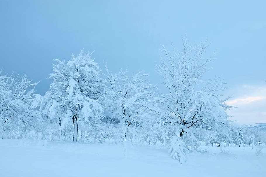 czechia, trees, winter, snow, dusk, white, cold temperature HD wallpaper