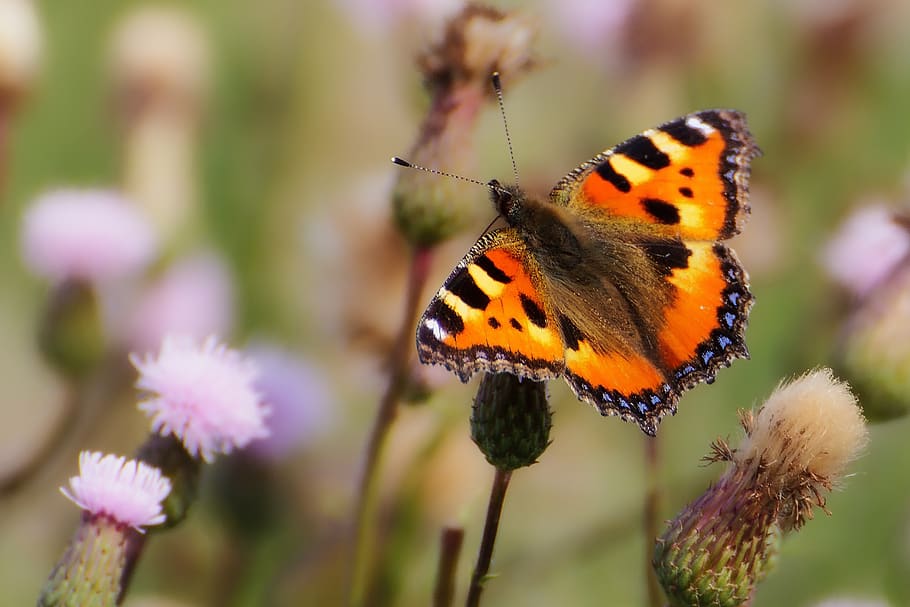 Butterfly on Flower during Daytime, insect, macro, nature, animal themes HD wallpaper