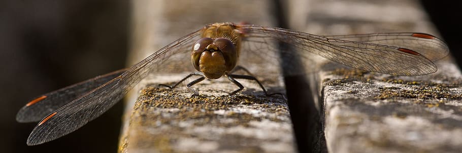 dragonfly, four patch, insect, wing, close up, macro, libellula quadrimaculata HD wallpaper