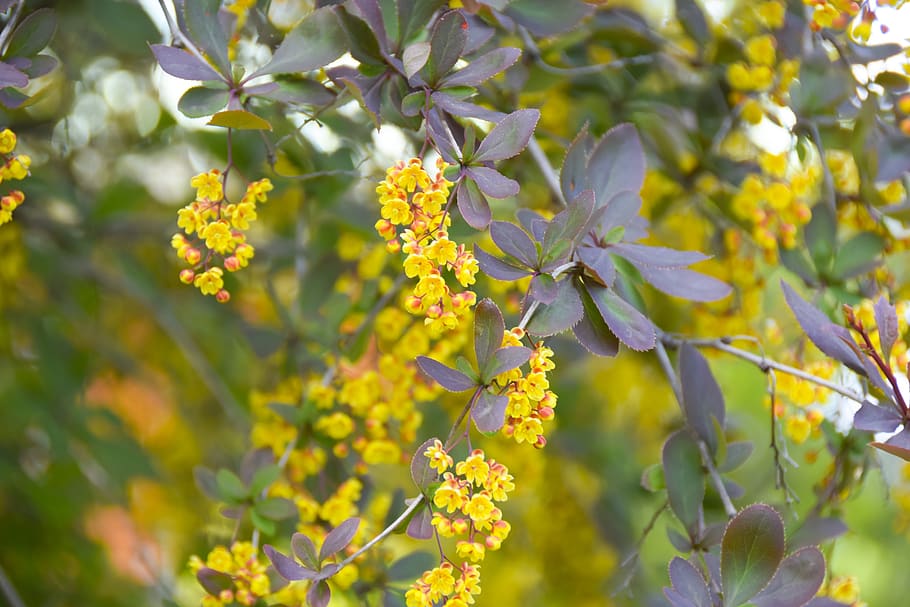 flower, nature, yellow, spring, blossom, plant, branch, botanic HD wallpaper