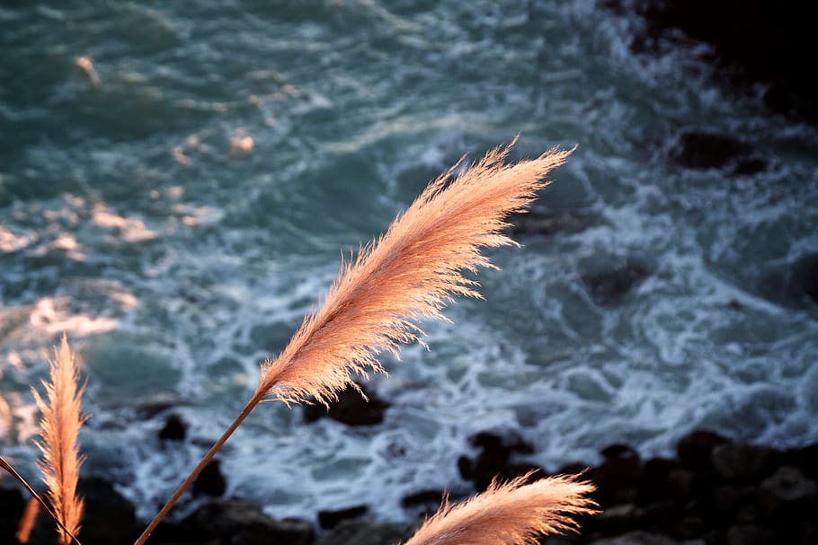 orange leaf on cliff at daytime, nature, plant part, close-up HD wallpaper