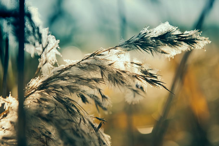 green and black dandelion, plant, close-up, growth, nature, beauty in nature HD wallpaper