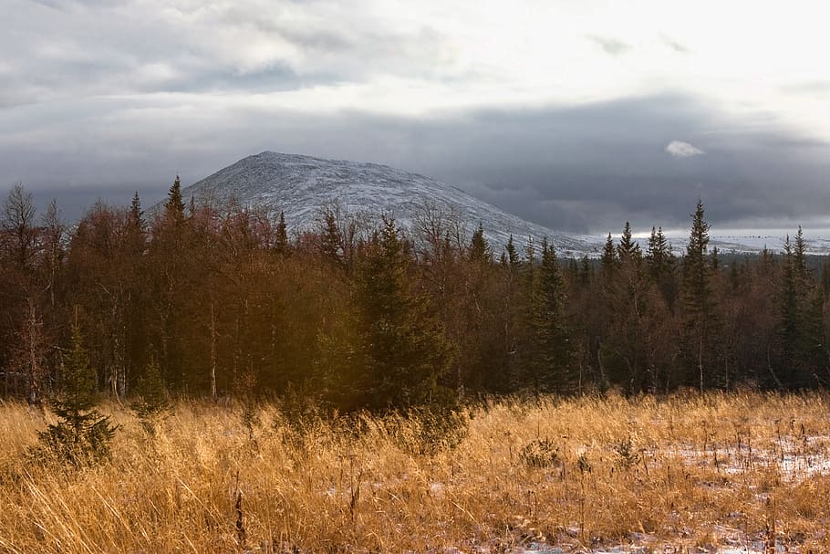 mountains, trees, pine, landscape, woods, nature, plant, sky HD wallpaper