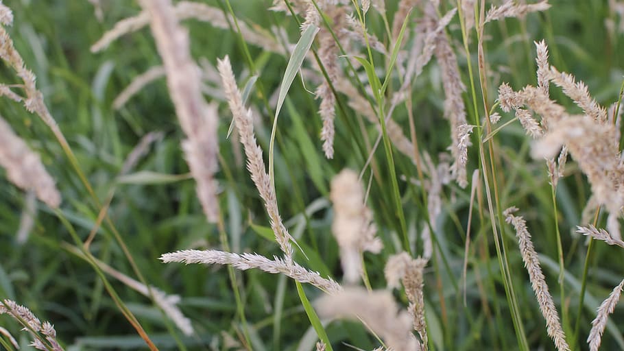 netherlands, dordrecht, wheat, green, grass, nature, plant HD wallpaper