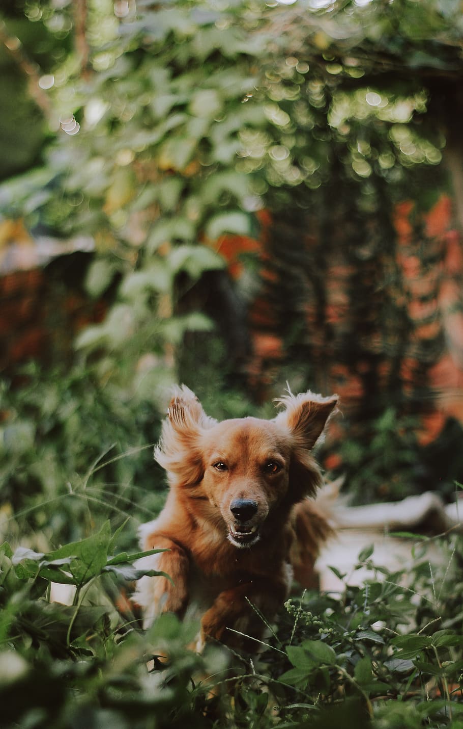 Medium-coated Tan Dog Running on Green Plants Photography, adorable, HD wallpaper
