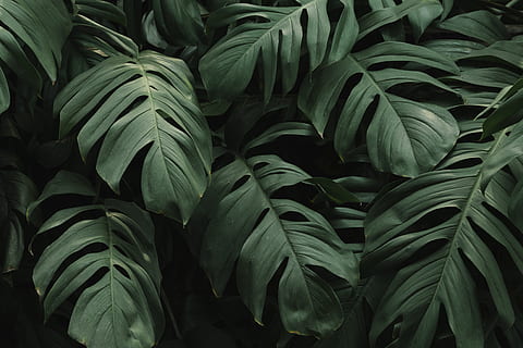 backdrop, background, blank, color, copy space, copyspace, decor HD wallpaper