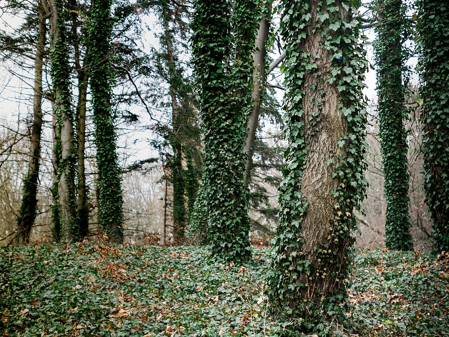 vine plants on tree trunks, gernany, berlin, ivy, ground, green HD wallpaper