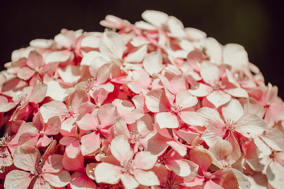 pink and white flowers, flowering plant, petal, freshness, close-up HD wallpaper