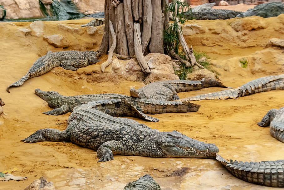 crocodile, reptile, tortie, predator, nature, tooth, dangerous HD wallpaper