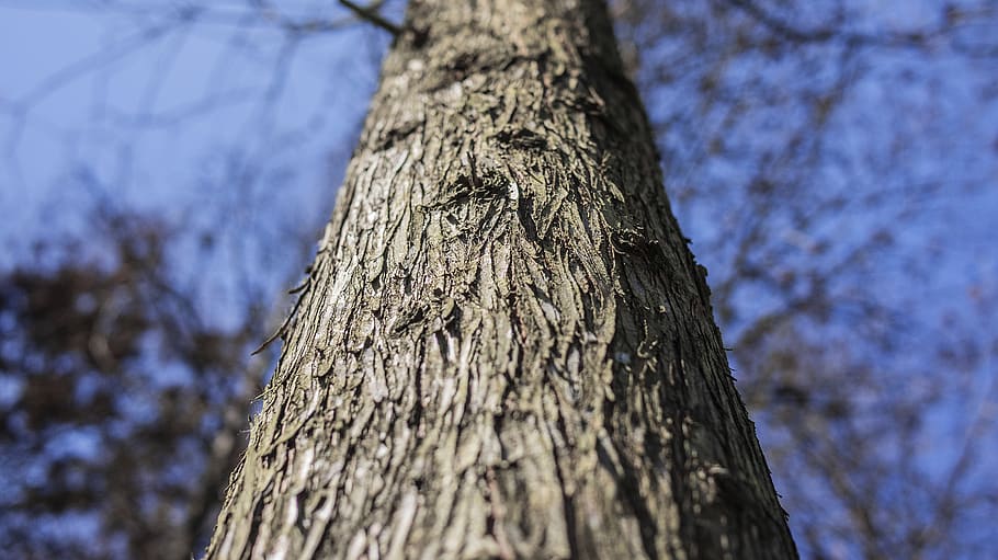 plant, tree, tree trunk, animal, bird, maple, magnifying, root HD wallpaper