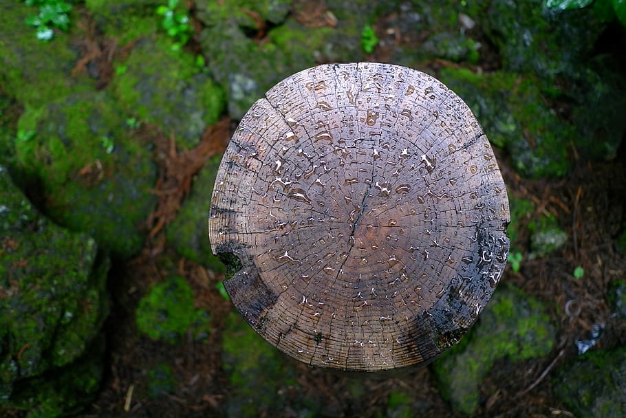 wood, nature, forest, non, raindrops, annual zone, circle, texture HD wallpaper