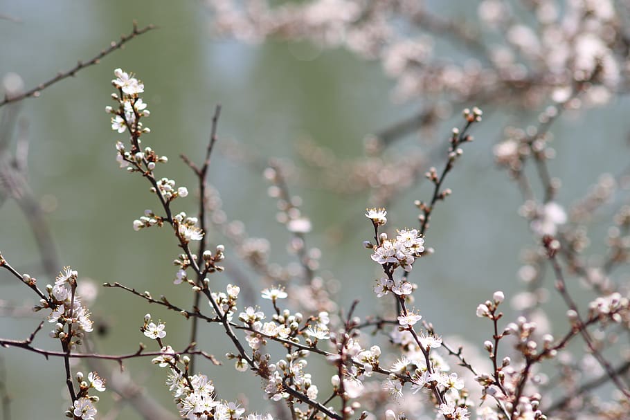 spring flowers, buds, hatching, nature, branch, bloom, tree HD wallpaper