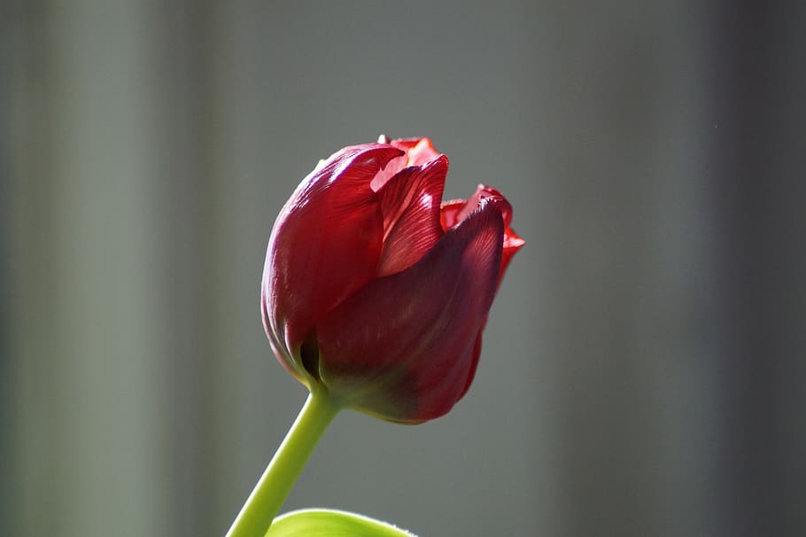 germany, hamburg, flower, flowering plant, vulnerability, fragility HD wallpaper
