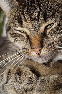cat, rest, snuggle, purr, chubby hot, enjoy, dear, domestic cat HD wallpaper