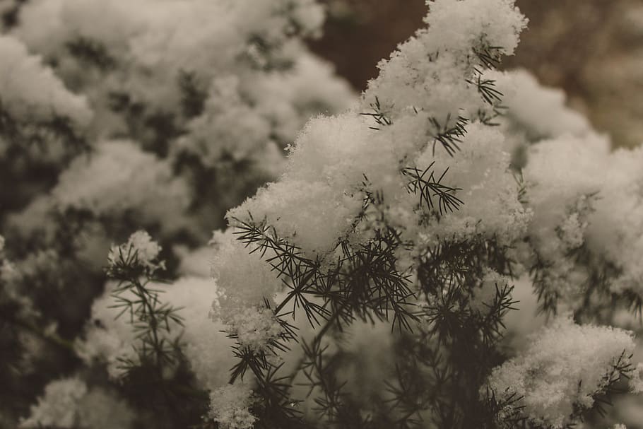 italy, muggia, snow, macro, leaf, plant, beauty in nature, growth HD wallpaper