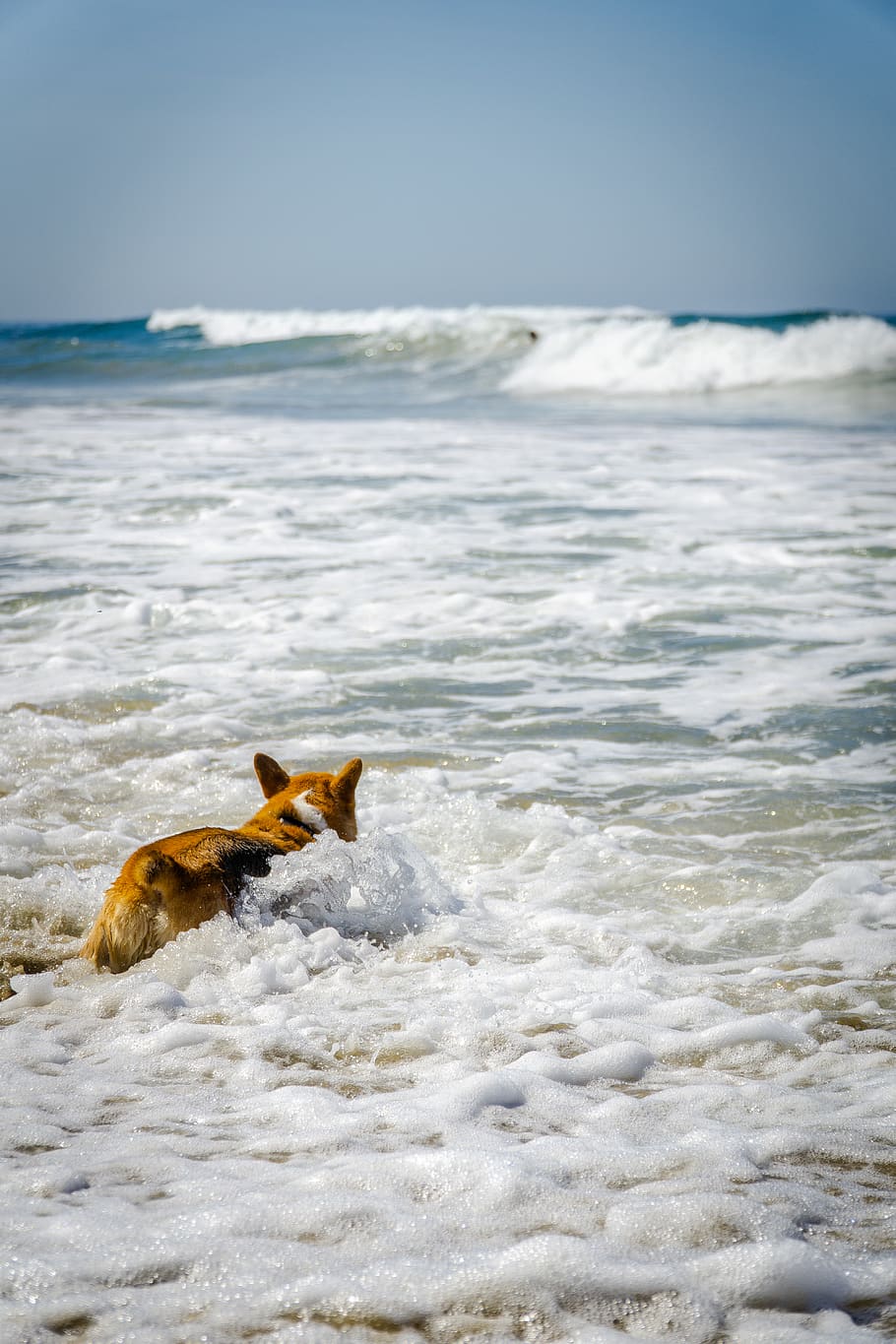 Dog Swimming at the Sea, action, animal photography, beach, breed, HD wallpaper