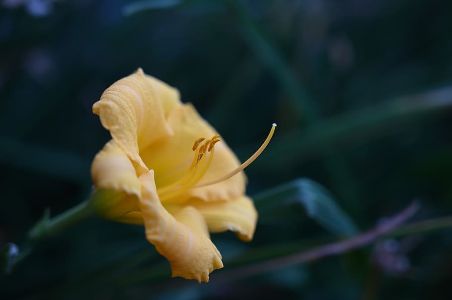 selective focus photography of yellow flower, plant, blossom, HD wallpaper