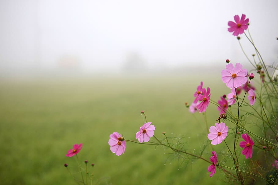 nature, summer, flowers, hayfields, rural areas, wildflower HD wallpaper