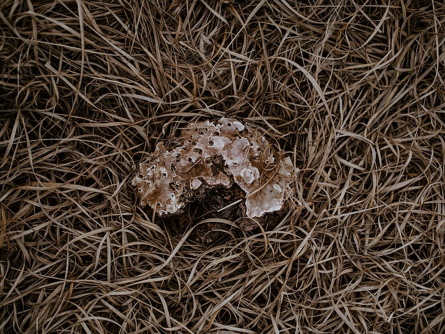mushroom on dried grass, ground, soil, fungus, plant, nature HD wallpaper