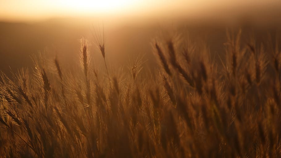 sunset, crops, plants, agriculture, rural, countryside, cereal plant HD wallpaper