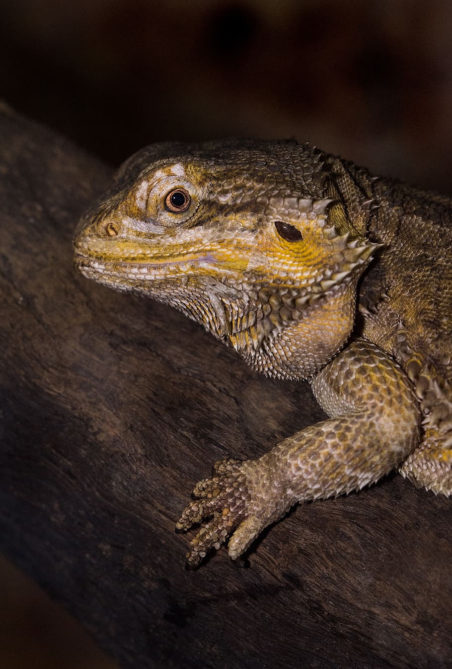 brown iguana on tree branch, animal themes, one animal, lizard HD wallpaper