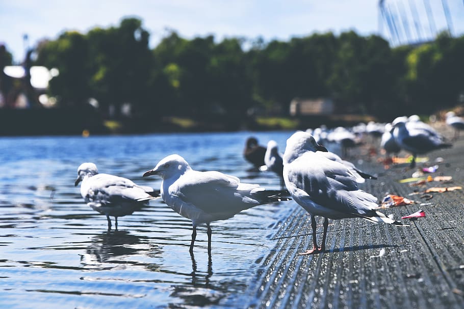 Flock of Sea Gulls on Seashore, animals, blurred background, close-up HD wallpaper