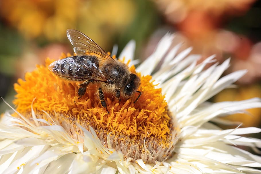 bee, blossom, bloom, insect, nature, flower, pollen, close up HD wallpaper