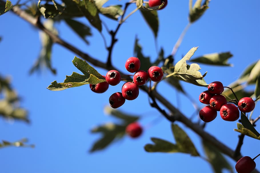 hawthorn, red, berries, branch, tree, autumn, nature, outdoor HD wallpaper