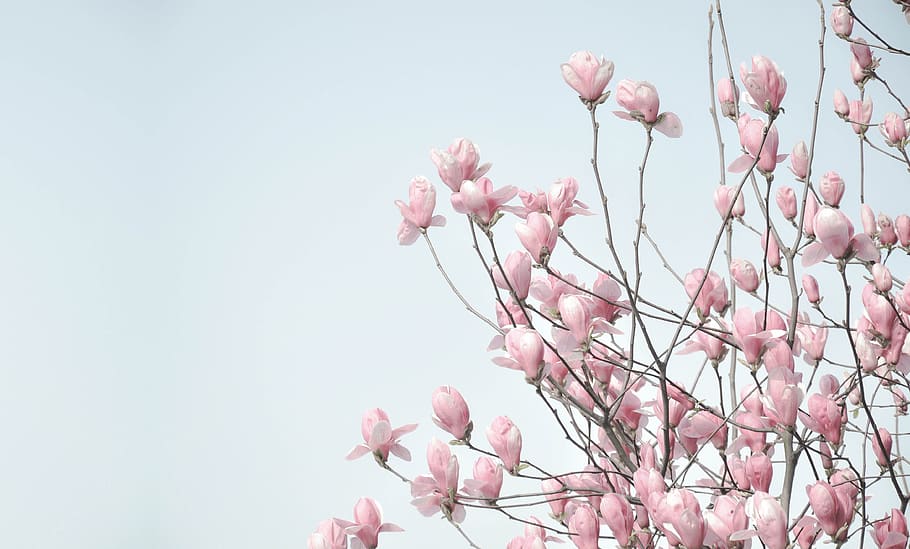 pink color, flower, plant, fragility, flowering plant, vulnerability HD wallpaper