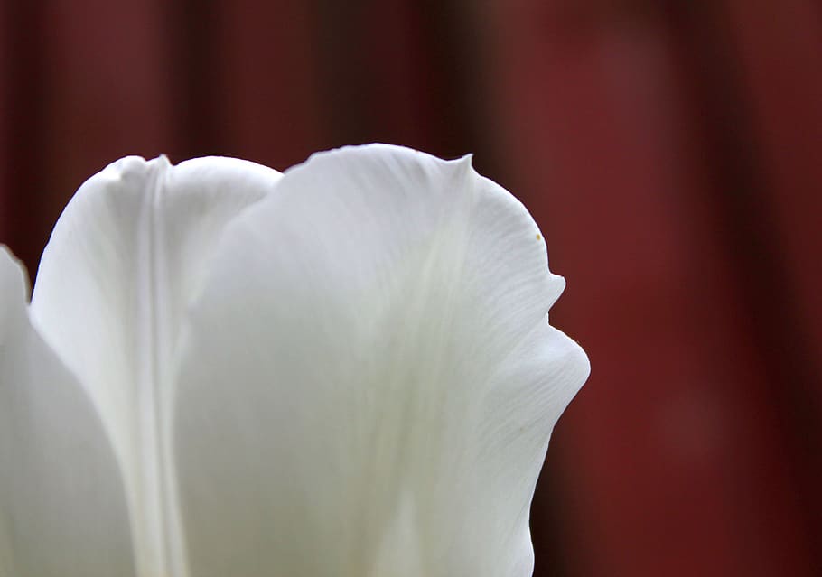 tulip, flower, white, wallpaper, backdrop, header, plant, spring HD wallpaper