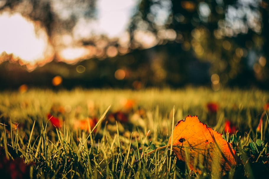dried leaves on green grass, plant, leaf, tree, france, maple leaf HD wallpaper