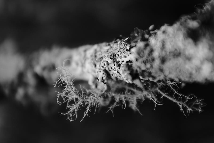 plant, root, brasil, silveiras, tree, woods, biology, acros HD wallpaper