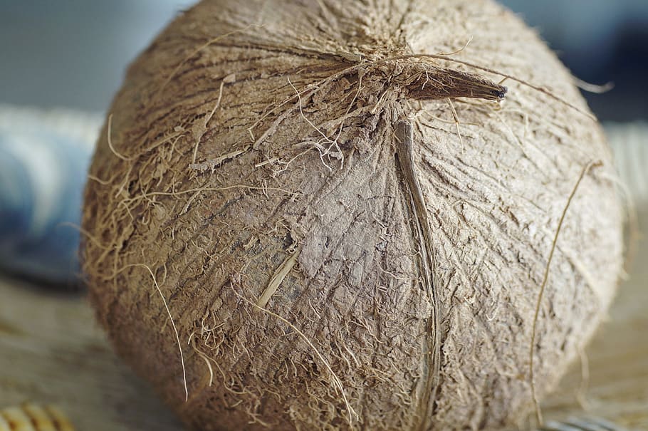 united states, south padre island, coconut, shell, close-up, HD wallpaper