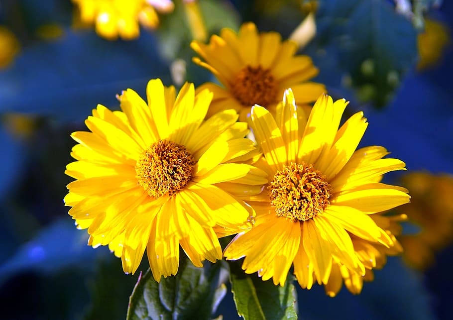 flower, yellow, blossom, bloom, summer, flora, garden, flowering plant HD wallpaper
