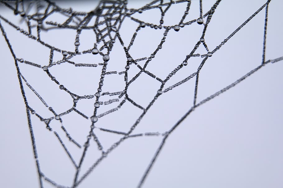 Spider Web Illustration, close-up, cobweb, macro, spider's web HD wallpaper