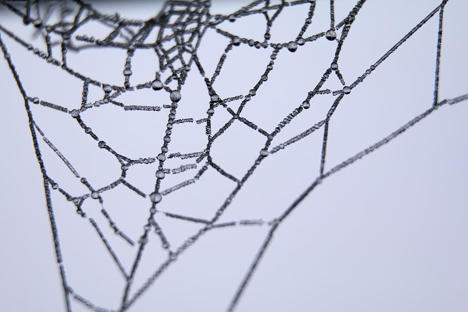 cob, spider, web, close-up, trap, studio shot, no people, pattern, HD wallpaper