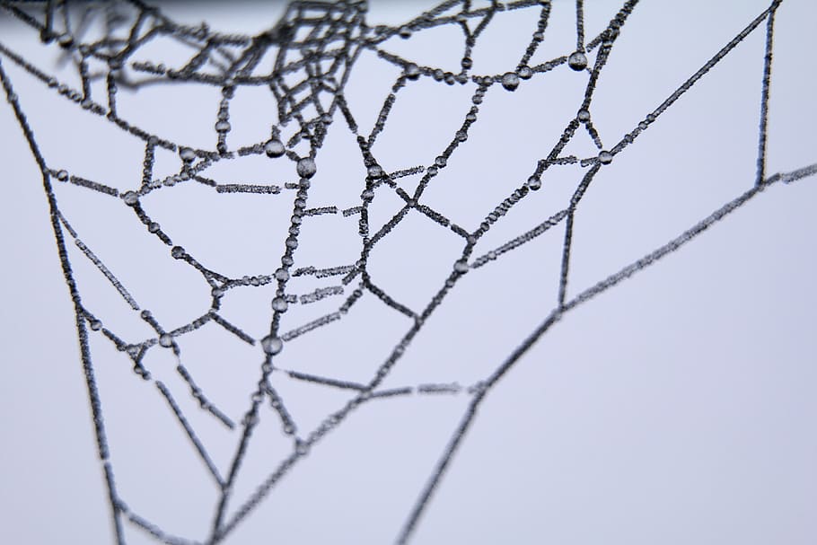 cob, spider, web, close-up, trap, no people, pattern, selective focus HD wallpaper