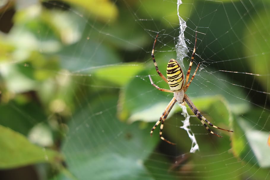 spider, nature, insect, macro, network, animal, arthropods from HD wallpaper