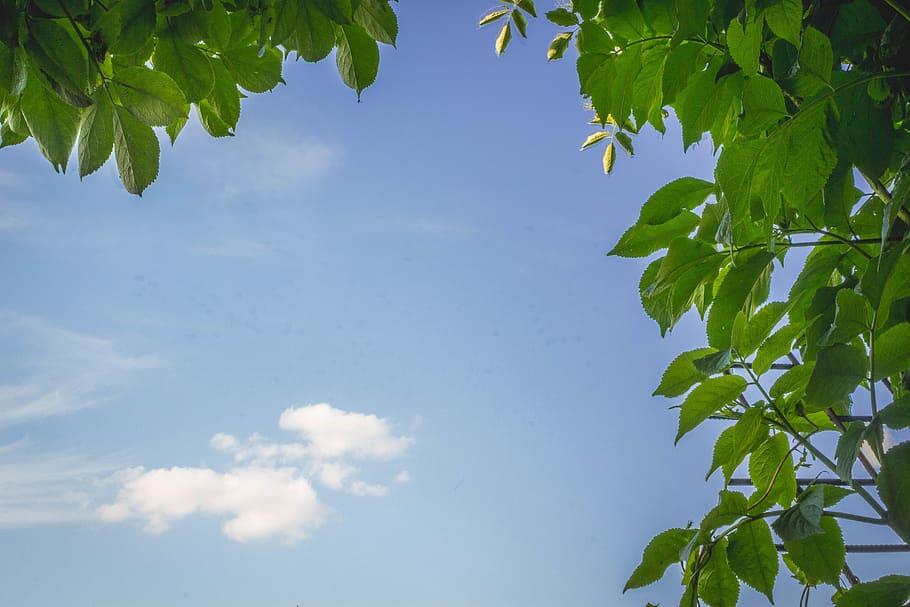 romania, brașov, leaf, plant part, sky, green color, growth HD wallpaper