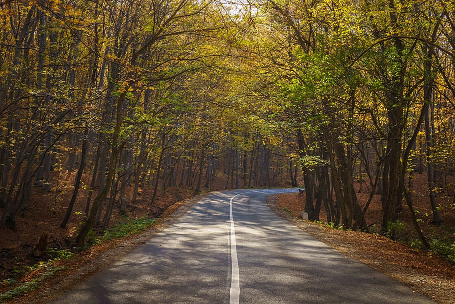 road between green-leafed trees, plant, direction, the way forward HD wallpaper