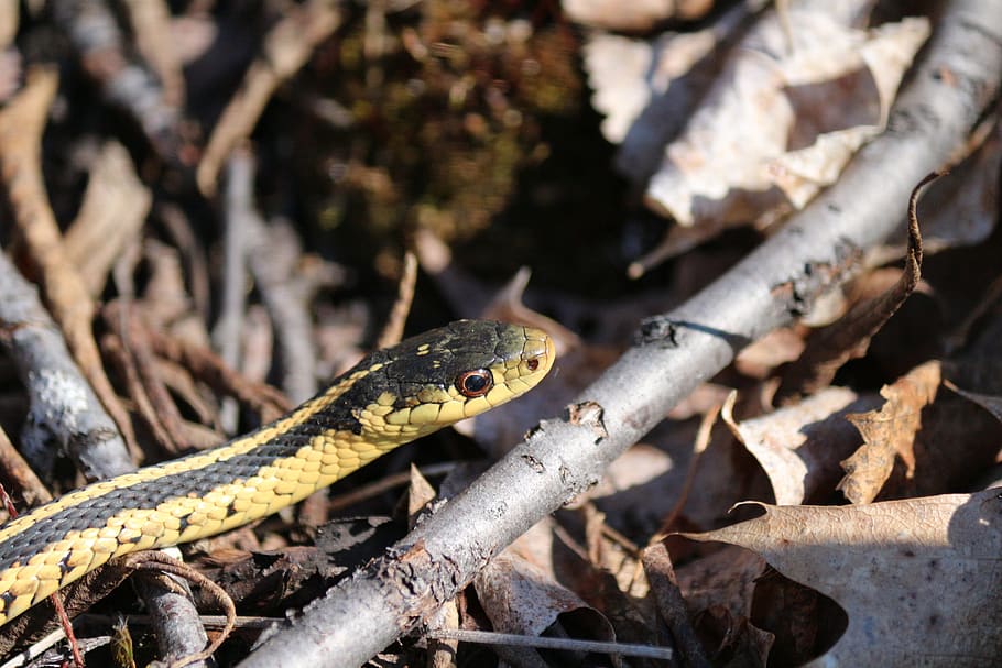 snake, reptiles, creature, wild, camouflage, animals, snakes HD wallpaper
