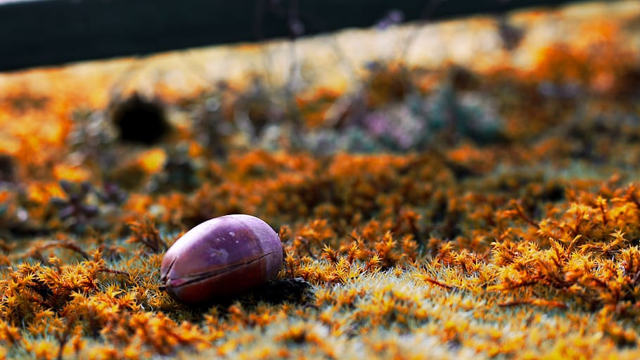 brown seen on ground, autumn, nature, food, selective focus, change HD wallpaper