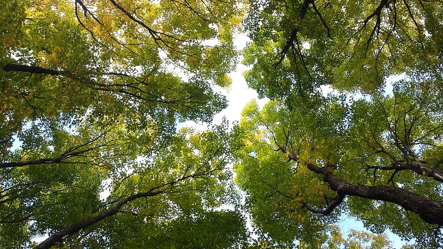 forrest, forest, maple trees, nature, woods, natural, green HD wallpaper